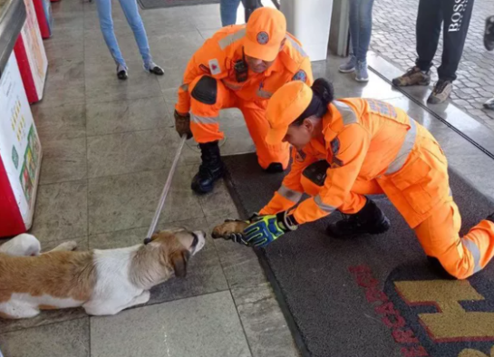 Corpo de Bombeiros de Divinópolis resgata cadela em trabalho de parto; filhotes nasceram durante a ação cadelaparto-.png