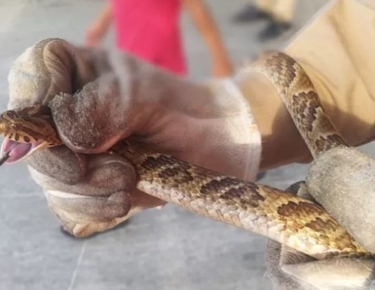 Cobra jararaca é resgatada pelos bombeiros em posto de combustíveis no Ceará jararacamao-.png