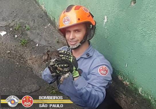 Bombeiros resgatam gatinha presa em bueiro de Campos do Jordão resgate-gatinho-609719-1028-723-0-0.jpg