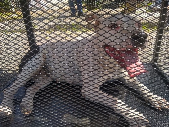 Bombeiros capturam cão da raça pitbull e buscam por dono em Criciúma bombeiros-capturam-cao-da-raca-pitbull-e-buscam-por-dono-em-criciuma.jpg