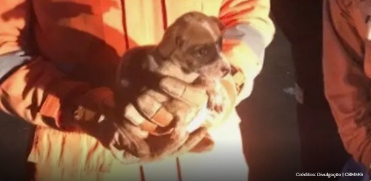 Vídeo: filhote de cão cai em bueiro e é resgatado por bombeiros militares whatsapp-image-2023-06-19-at-09.10.10.jpeg