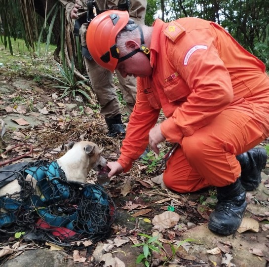 CE: Corpo de Bombeiros resgata cão de penhasco em Baturité whatsapp-image-2023-05-21-at-14.16.40-1.jpeg