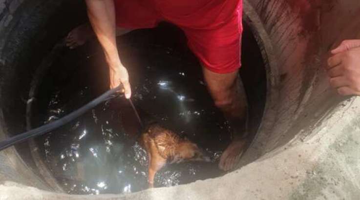 CE: Corpo de Bombeiros resgata dois cães que caíram em um poço na Capital