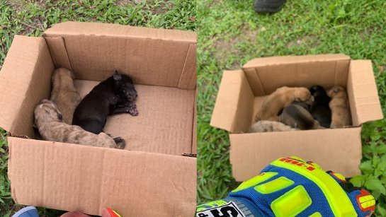 Seis filhotes de cachorro são resgatados por bombeiros em Camaçari seis-filhotes-de-cachorro-sao-resgatados-por-bombeiros-em-camacari-widelg.jpg