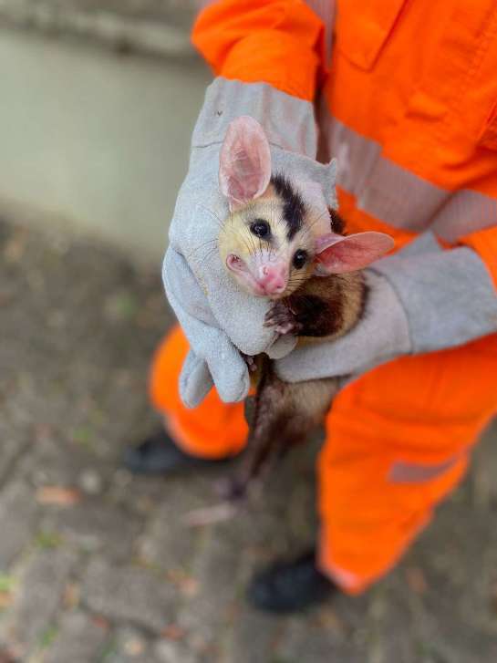 CE: 878 animais são resgatados pelo Corpo de Bombeiros em Fevereiro de 2023 whatsapp-image-2023-02-27-at-08.49.35-1152x1536.jpeg